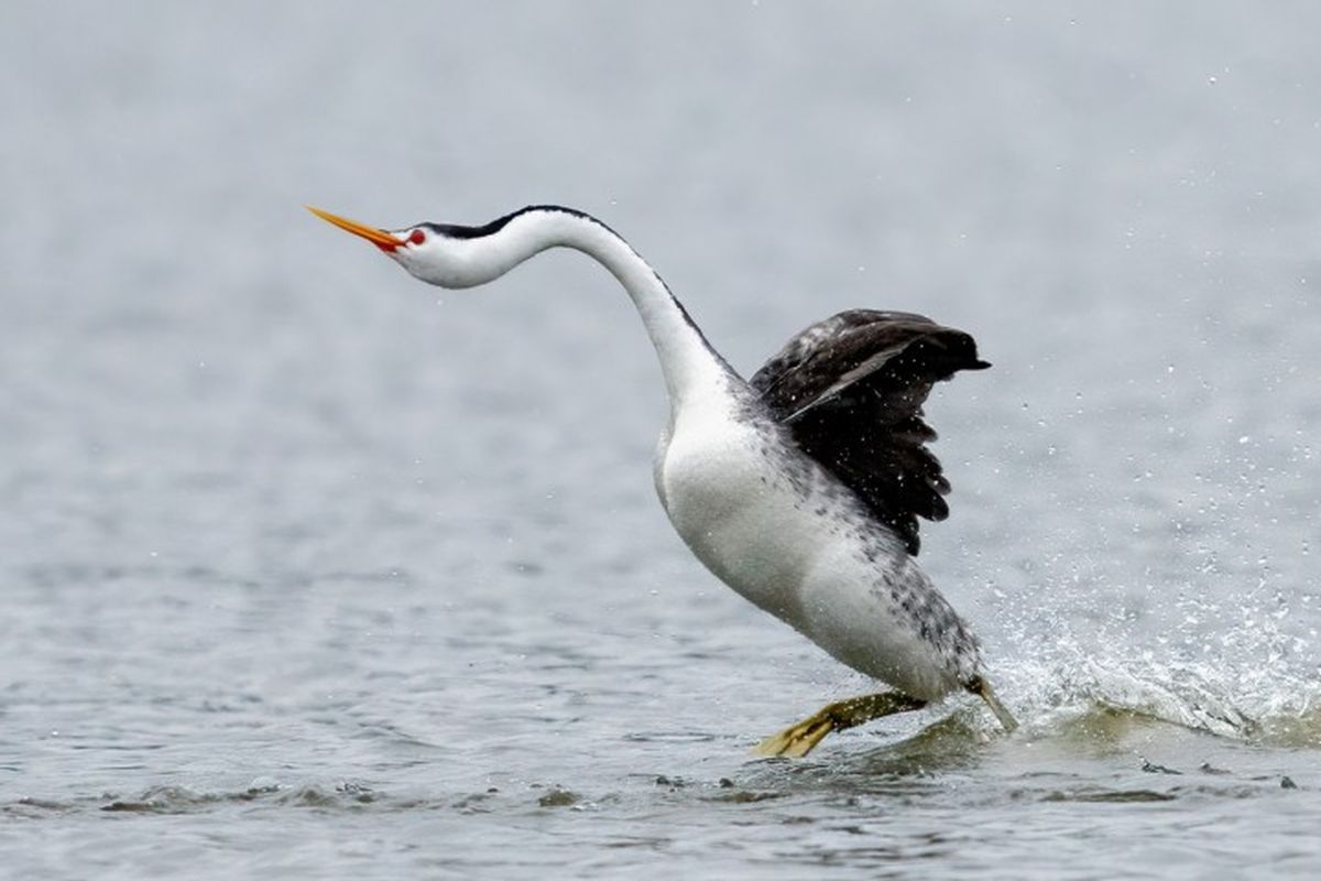 Titihan atau burung grebe berjalan di atas air dengan menampar permukaan air menggunakan kakinya