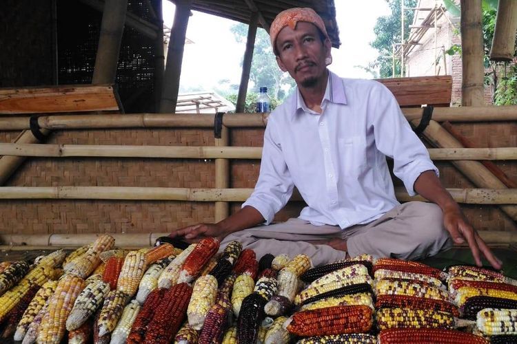 Mengenal Luki Petani  yang Sukses Budidayakan Jagung Warna 