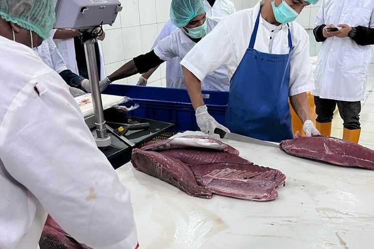Ilustrasi tuna loin yang di ekspor PT Perikanan Indonesia ke Jepang