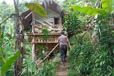 Berbekal Petunjuk Saung, Polisi Buru Pemilik 10 Hektar Ladang Ganja di Cianjur