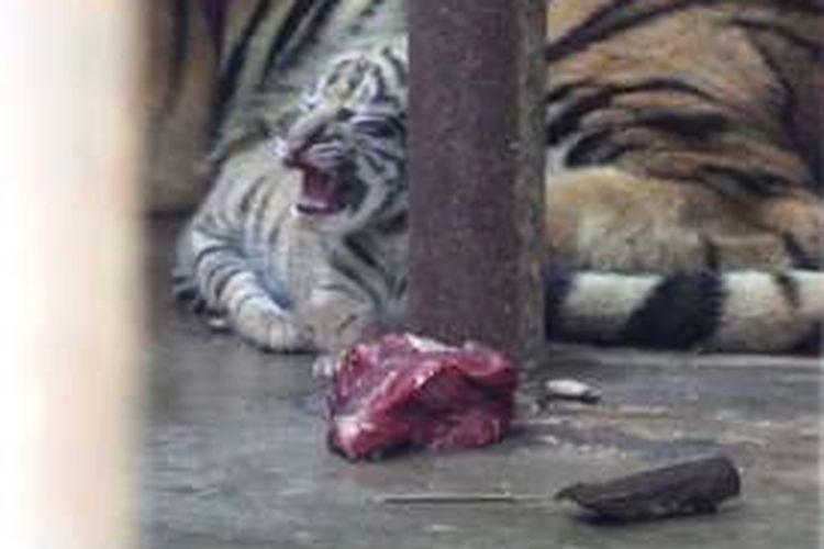 Satu ekor anak harimau Sumatera (phantera tigris sumatrae) lahir di Taman Margasatsa Medan atau Medan Zoo