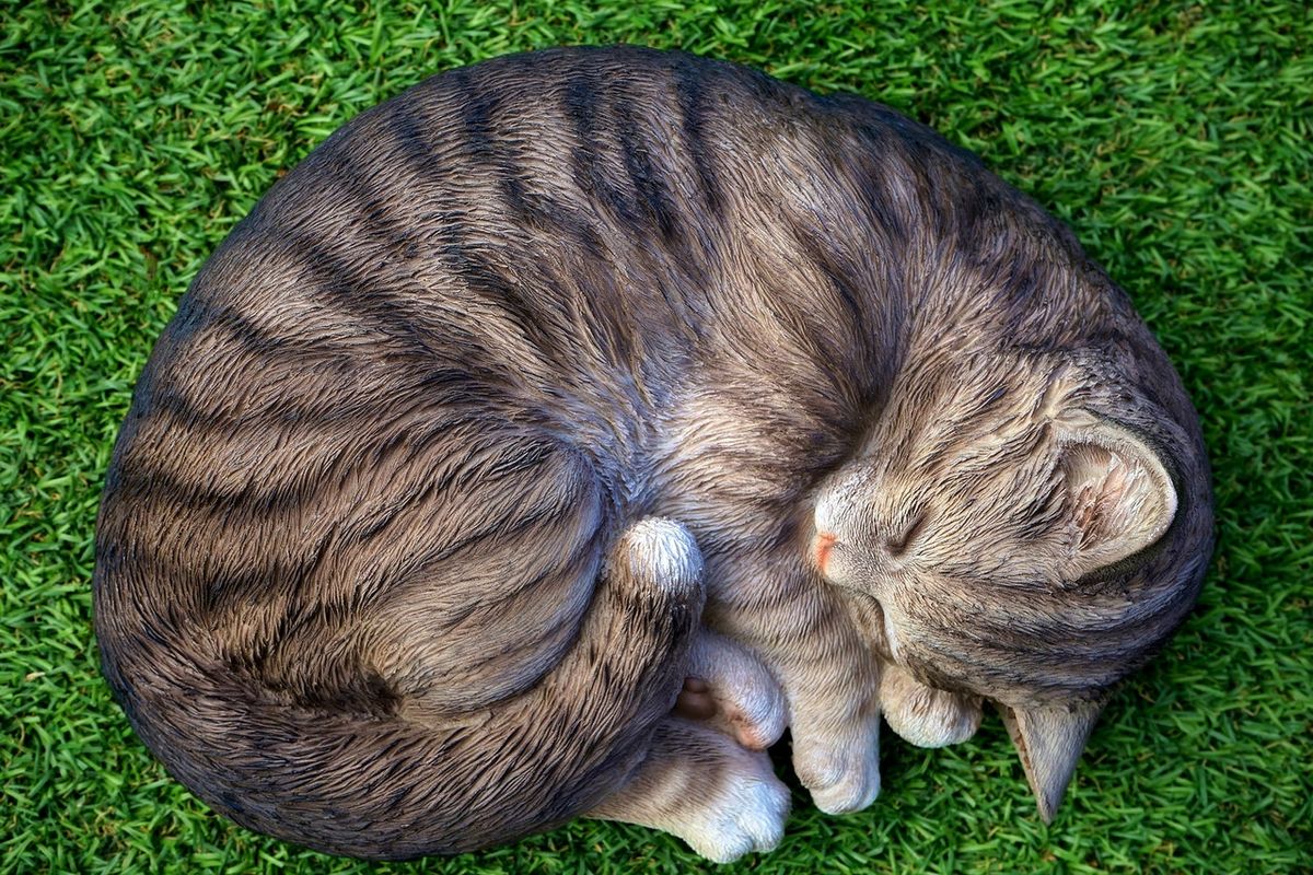 Sebagian dari kita mungkin bertanya-tanya kenapa kucing tidur melingkar. Ternyata, pada dasarnya setiap posisi tidur punya makna tersendiri, termasuk kenapa kucing tidur melingkar.