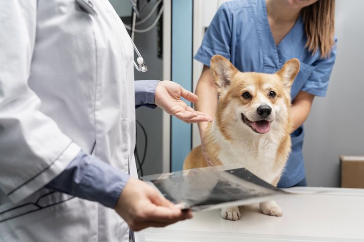 10 Masalah Kesehatan yang Umum Diderita Anjing Peliharaan