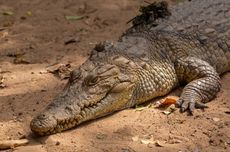 Tanda Drive Belt Mobil Sudah Waktunya Diganti