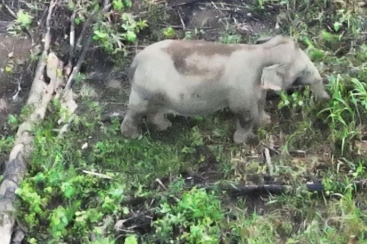 BKSDA Bengkulu Pantau Gajah Sumatera Pakai Drone Thermal, Terdeteksi 17 Ekor di Seblat