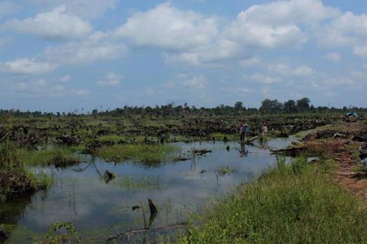 Ilustrasi lahan gambut di Riau.
