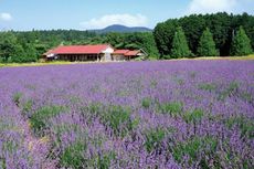 Ciri-ciri Lavender dan Manfaatnya