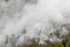 Karhutla di Sumsel Bakar 105.972 Hektare Lahan, 128 TKP Diselidiki Polda