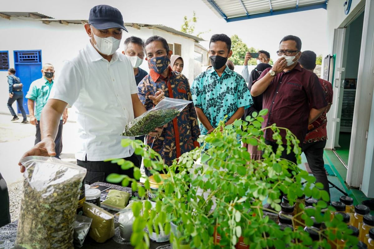 Potensi Daun Kelor, Semula untuk Mengusir Hantu Jadi Incaran Pasar Dunia