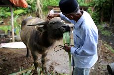 Motong Kebo Andilan, Tradisi Masyarakat Betawi Saat Bulan Ramadhan