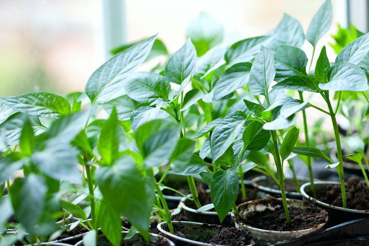 Ilustrasi penyemaian benih tanaman cabai menggunakan gelas plastik. 