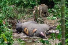 Gajah Dewasa Ditemukan Mati dengan Belalai Terpotong, Sang Bayi Tak Mau Beranjak