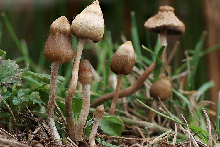 Psilocybe semilanceata