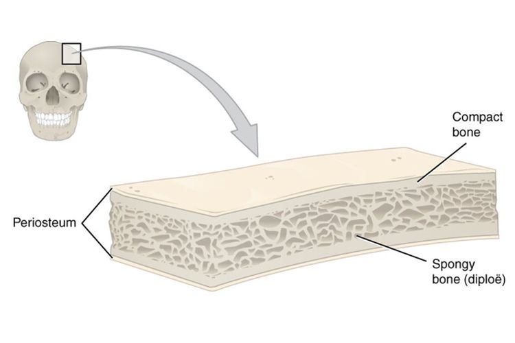 Struktur tulang pipih yang terdiri dari periosteum, tulang kompak, dan tulang spons