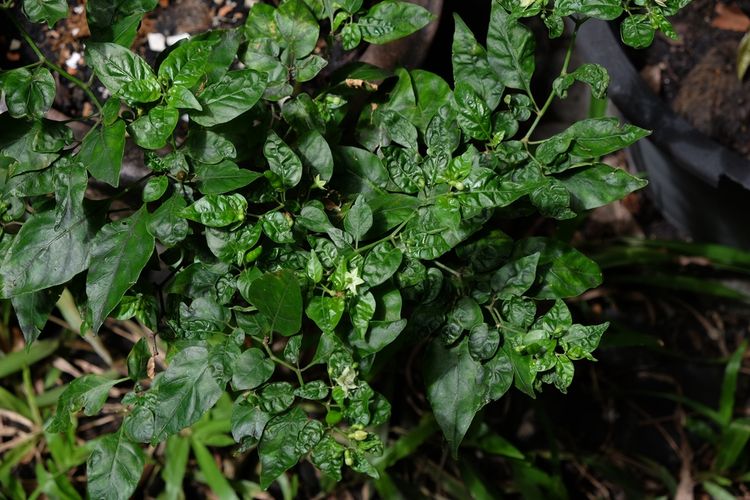 Ilustrasi tanaman cabai yang terserang hama kutu daun. 