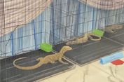 Modus Pemburu Komodo Terungkap, Dijebak Pakai Pipa untuk Dijual ke Thailand