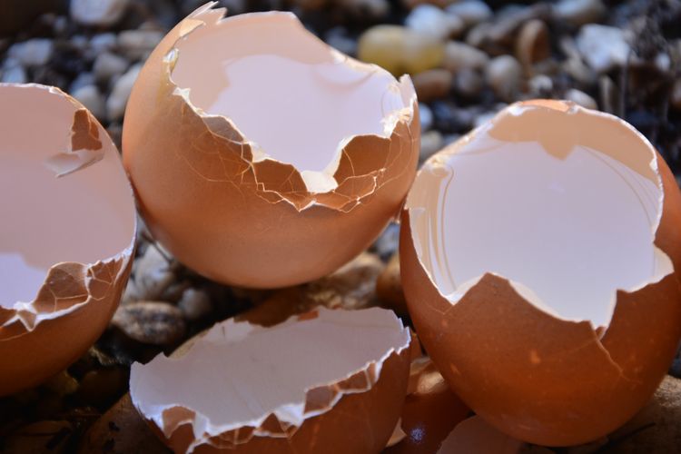 Ilustrasi cangkang telur sebagai pupuk tanaman. 