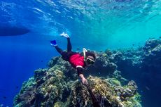 Snorkeling di Pulau Menjangan TN Bali Barat, Indahnya Surga Bawah Laut