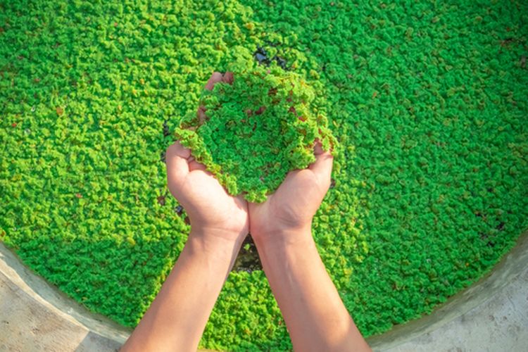 Ilustrasi tanaman air azolla