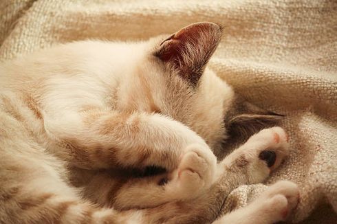 Mengapa Kucing Suka Menutupi Wajahnya Saat Tidur? Ini Alasannya