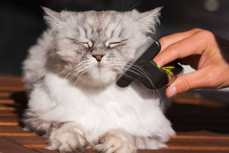 Tips merawat kucing persia.
