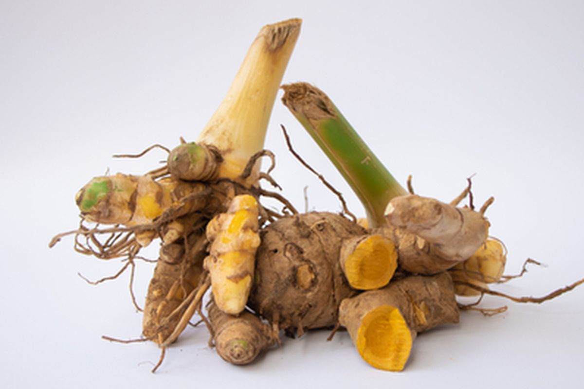 Sejarah Temulawak, Banyak Nama Banyak Khasiat