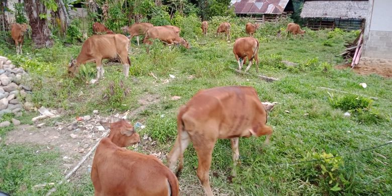 Proyek pengadaan sapi dan kambing di Dinas Peternakan dan Kesehatan Hewan Provinsi Sumatera Barat mendapat sorotan. Pasalnya, sapi yang tiba untuk kelompok tani kurus, sementara kambingnya dari 40 yang datang dalam seminggu 12 ekor mati.