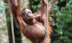 Pasca-Siklon Senyar, Ilmuwan Khawatir Populasi Orangutan Tapanuli Makin Terancam