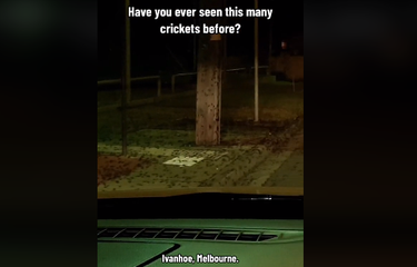 Kawanan jangkrik memenuhi jalanan di pinggiran Kota Melbourne, Australia pada malam hari