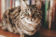 Alasan Kucing Suka Memperlihatkan Bokongnya ke Orang yang Baru Dikenal