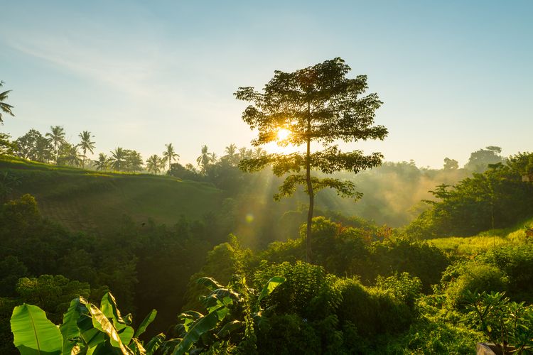 Ilustrasi hutan lindung