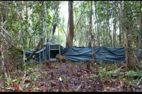Harimau Sumatera yang Masuk Perangkap di Riau Dilepasliarkan ke Habitatnya