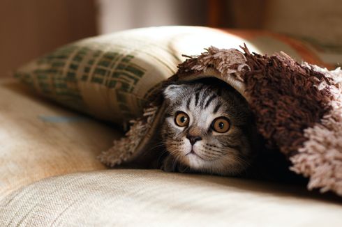 6 Alasan Kucing Suka Berada di Bawah Selimut 