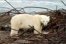 Puluhan Beruang Kutub Kepung Sebuah Desa di Rusia