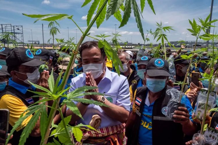 Menteri Kesehatan Masyarakat Thailand, Anutin Charnvirakul, adalah sosok di balik kebijakan ini. Dia mengadopsi kebijakan legalisasi ganja sebagai janji kampanyenya dalam pemilu 2019.