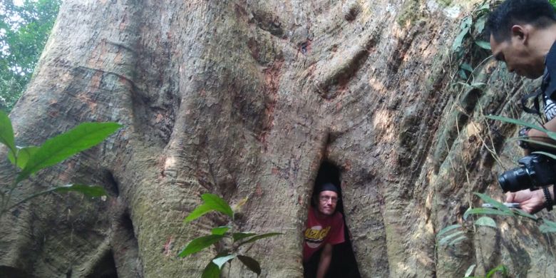 Deep Boel, seorang wisatawan asal Belanda, memasuki lorong pada batang pohon rengas berdiameter lebih dari 3 meter di hutan Danau Masoraian, Kabupaten Kotawaringin Barat, Kalimantan Tengah, Minggu (1/4/2018).