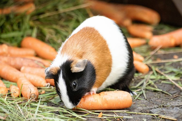 Ilustrasi guinea pig makan wortel. 
