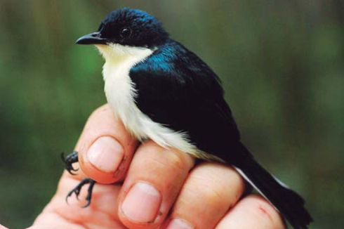 Uniknya Ciri Tubuh Berrypecker, Burung Buah Satin dari Pegunungan Papua Barat