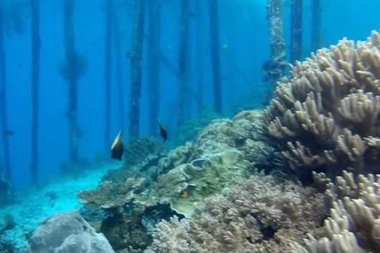 Spot snorkeling di Pulau Kri.