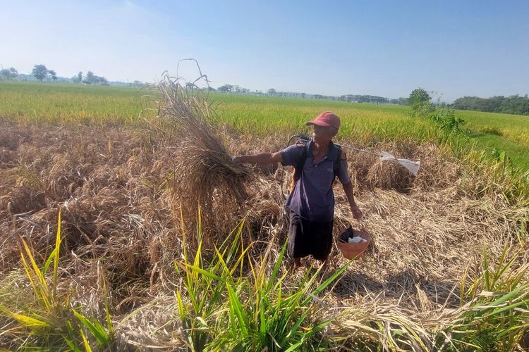 Petani Diminta Tak Ugal-ugalan Pakai Pupuk Kimia Usai Diskon 20 Persen, Rusak Kesuburan Tanah