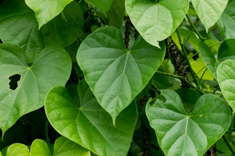 Ilustrasi tanaman brotowali. 