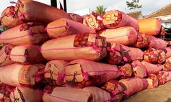 Kementan Kendalikan Lalat Buah Salak untuk Kebutuhan Ekspor