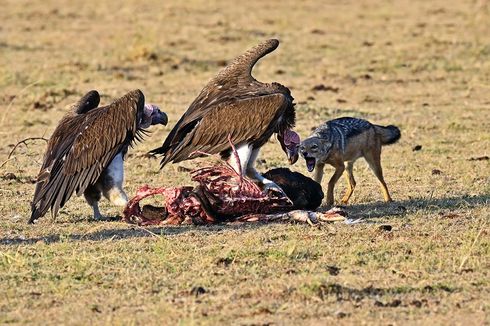 537 Burung Bangkai Mati Keracunan setelah Memakan Bangkai Gajah