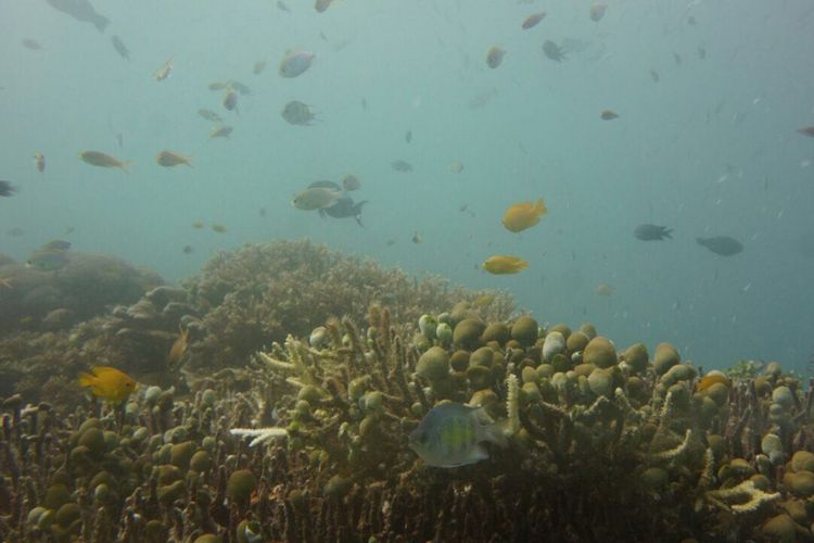 Pemandangan bawah laut di dasar perairan Yenbuba, Raja Ampat, Papua Barat, Kamis (19/10/2017).