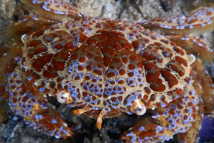 Makan Kepiting Beracun, Food Vlogger Filipina Tewas