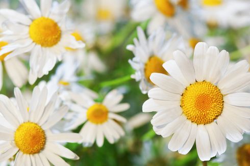 9 Bunga yang Bisa Dimakan dan Memiliki Manfaat Kesehatan