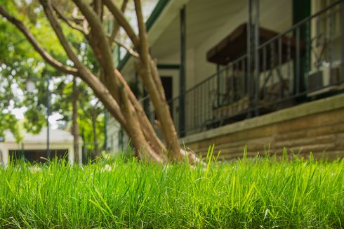 5 Manfaat Memelihara Rumput Asli di Halaman Rumah