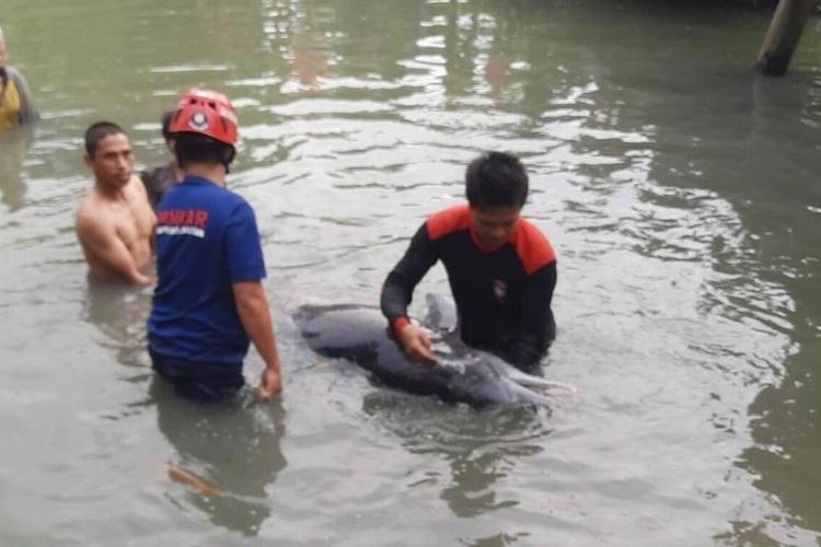 Tim Dinas Pemadam Kebakaran (Damkar) Kabupaten Luwu, Sulawesi Selatan, mengevakuasi seekor Lumba-lumba yang terdampar di sungai Desa Lamunre, Kecamatan Belopa Utara, Sulawesi Selatan, Jumat (05/02/2021)