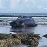 Bangkai Paus Sperma Kembali Ditemukan Terdampar di Pantai Bali