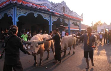 Kirab Malam 1 Suro, Tradisi Mengarak Kerbau Bule Keramat Di Keraton ...